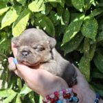 Holly-female-french-bulldog-puppy-for-sale-1 (2)