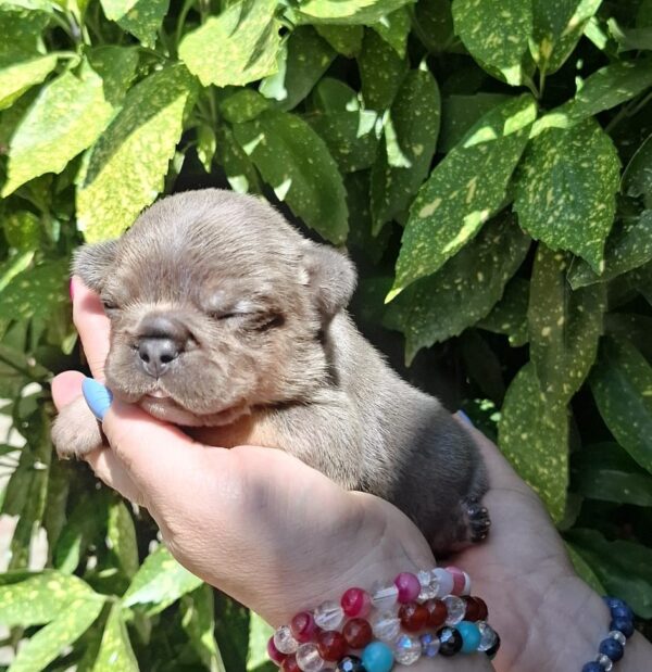 Holly French Bulldog