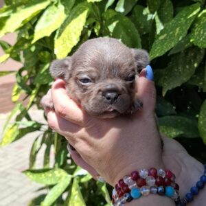 Holly French Bulldog