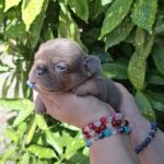 Holly-female-french-bulldog-puppy-for-sale-1 (4)
