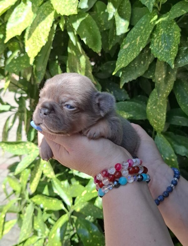 Holly French Bulldog