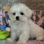 Iris-male-maltese-puppy-for-sale-1 (1)