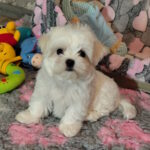 Iris-male-maltese-puppy-for-sale-1 (2)