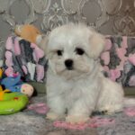 Iris-male-maltese-puppy-for-sale-1 (3)
