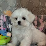 Iris-male-maltese-puppy-for-sale-1 (4)