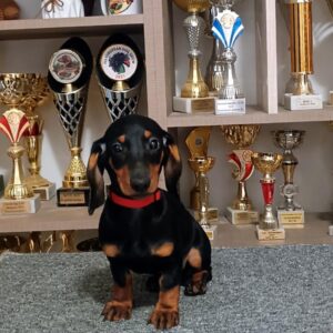 Isabell Dachshund