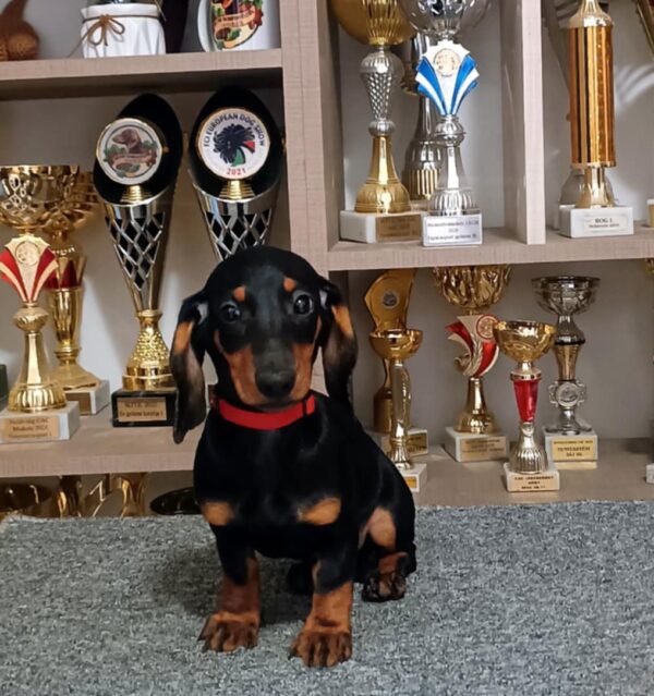 Isabell Dachshund