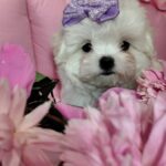 Isabelle-female-maltese-puppy-for-sale-1 (1)