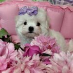Iris Maltese