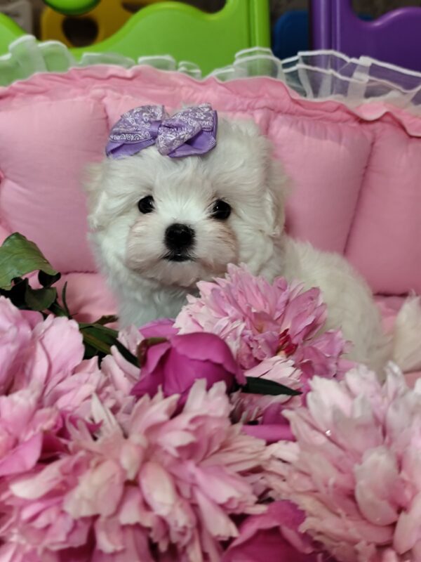 Isabelle Maltese