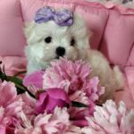Isabelle-female-maltese-puppy-for-sale-1 (3)
