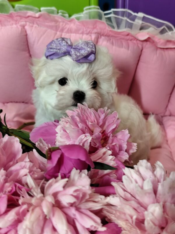 Isabelle Maltese
