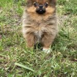 Iza-female-Pomeranian-puppy-for-sale-1