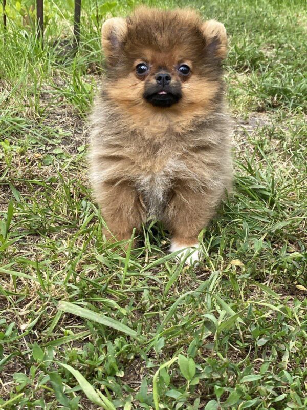 Iza Pomeranian