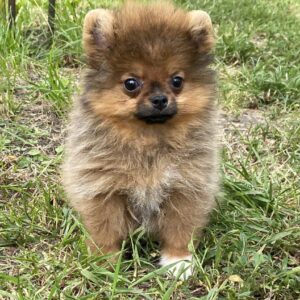 Iza Pomeranian