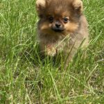 Iza-female-Pomeranian-puppy-for-sale-3