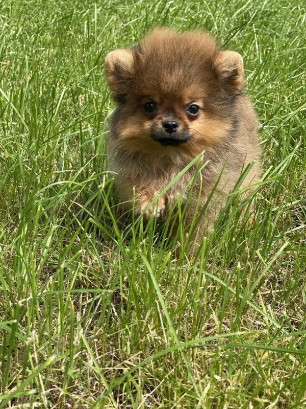 Iza Pomeranian