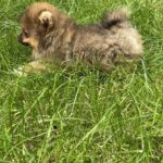 Iza-female-Pomeranian-puppy-for-sale-4