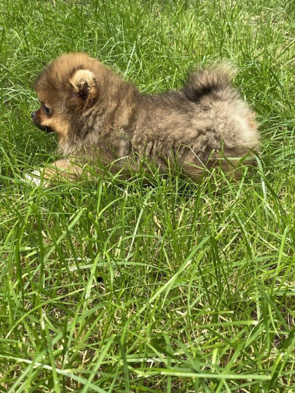 Iza Pomeranian