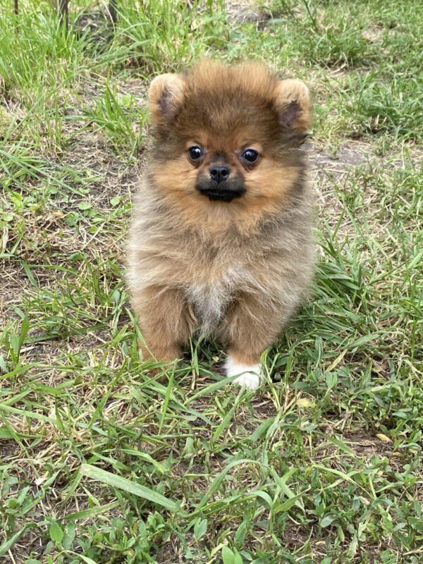 Iza Pomeranian