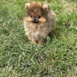 Iza-female-Pomeranian-puppy-for-sale-6