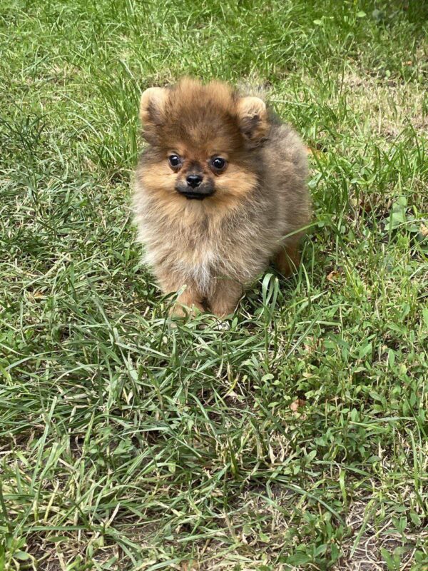 Iza Pomeranian
