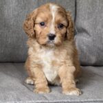 Jardin-male-cavapoo-puppy-for-sale-1 (1)