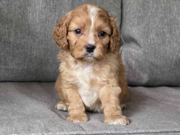 Jardin Cavapoo