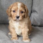 Jardin-male-cavapoo-puppy-for-sale-1 (2)