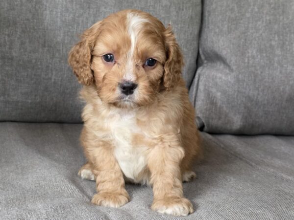 Jardin Cavapoo