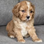 Jardin-male-cavapoo-puppy-for-sale-1 (3)