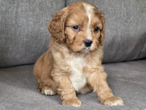 Jardin Cavapoo