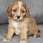 Zhanna Cavapoo