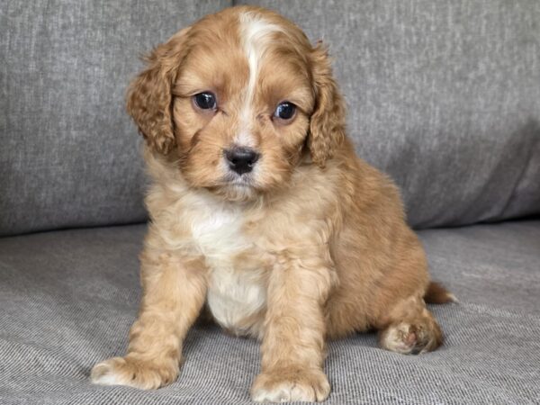 Jardin Cavapoo