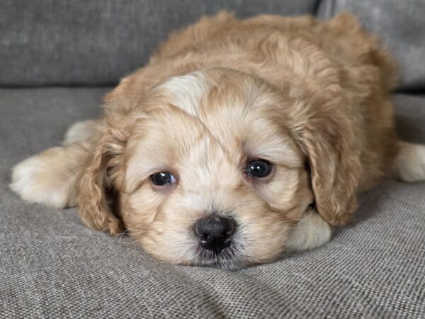 Jeanette Cavapoo