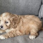 Jeanette-female-cavapoo-puppy-for-sale-1 (2)