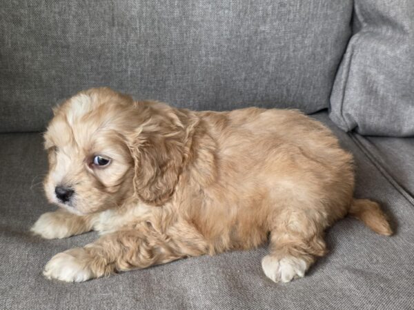 Jeanette Cavapoo