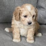 Jeanette-female-cavapoo-puppy-for-sale-1 (3)