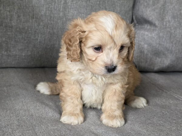 Jeanette Cavapoo