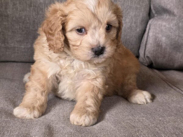 Jeanette Cavapoo