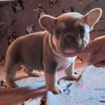 Joker-male-french-bulldog-puppy-for-sale- (1)