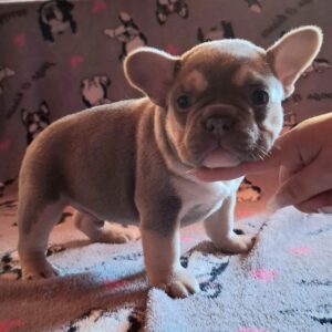 Joker French Bulldog