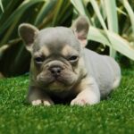 Joker-male-french-bulldog-puppy-for-sale- (1)