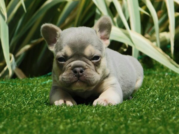 Joker French Bulldog