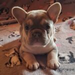 Joker-male-french-bulldog-puppy-for-sale- (2)