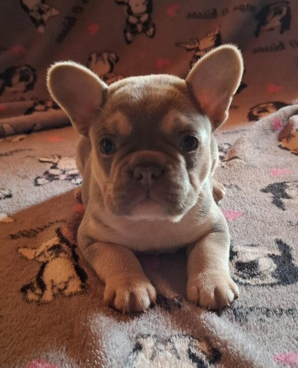 Joker French Bulldog
