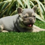 Joker-male-french-bulldog-puppy-for-sale- (2)