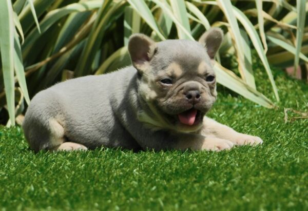 Joker French Bulldog