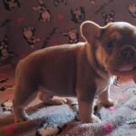 Joker-male-french-bulldog-puppy-for-sale- (3)