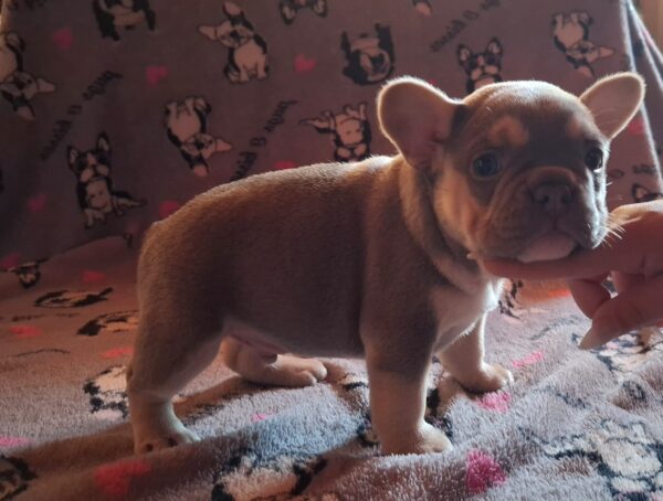 Joker French Bulldog